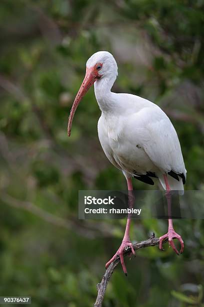 Photo libre de droit de Ibis Blanc banque d'images et plus d'images libres de droit de Arbre - Arbre, Bec, Blanc