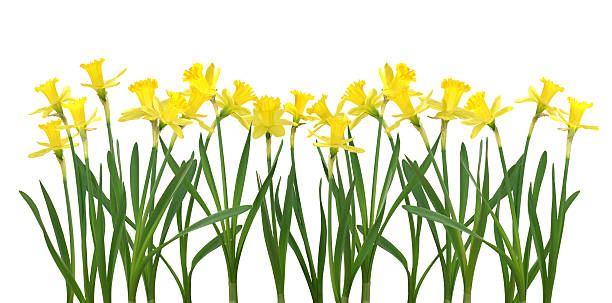 narzisse banner-xxl-datei mit hoher auflösung - daffodil flower spring isolated stock-fotos und bilder