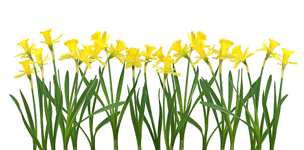 jonquille bannière-xxl fichier haute résolution - daffodil flower isolated cut out photos et images de collection