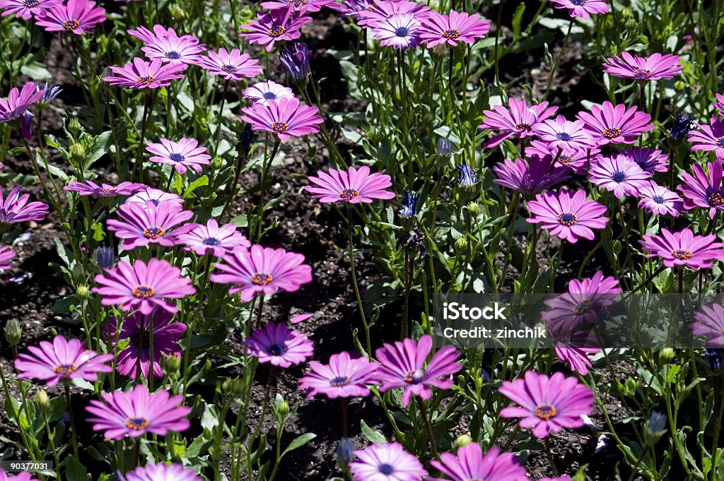Púrpura daisies - Foto de stock de Animales salvajes libre de derechos