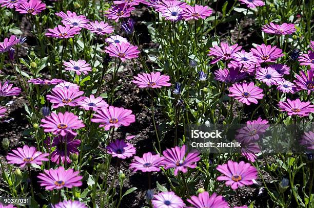 Purple Daisies Stock Photo - Download Image Now - Agricultural Field, Animals In The Wild, Backgrounds