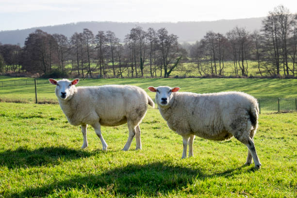 istock Two sheep in a field in the cotswolds, England. 903770348