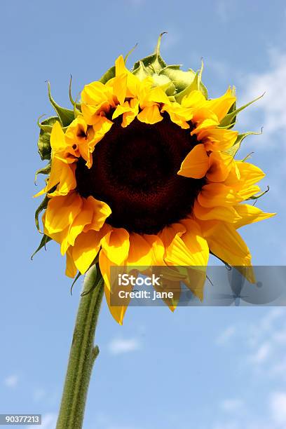 Foto de Início A Bloom e mais fotos de stock de Amarelo - Amarelo, Brilhante - Luminosidade, Canteiro de Flores