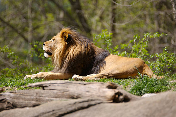 lion - lion profile pittsburgh pennsylvania closed 뉴스 사진 이미지