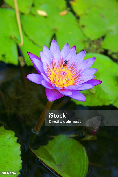 Purple Lotus Stockfoto und mehr Bilder von Aquatisches Lebewesen - Aquatisches Lebewesen, Blume, Blütenblatt