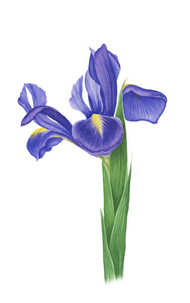 istock Illustration of iris, watercolor painting 903775254