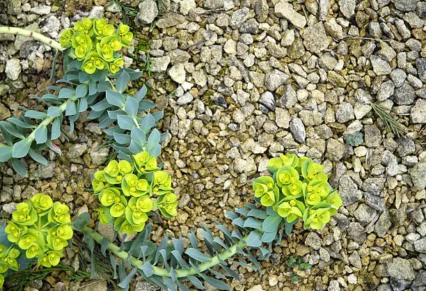 Variety of spurge with fleshy leaves and green-yellow flowers,growing in a rock garden.The sap of this plant is poisonous and can cause severe skin irritation.