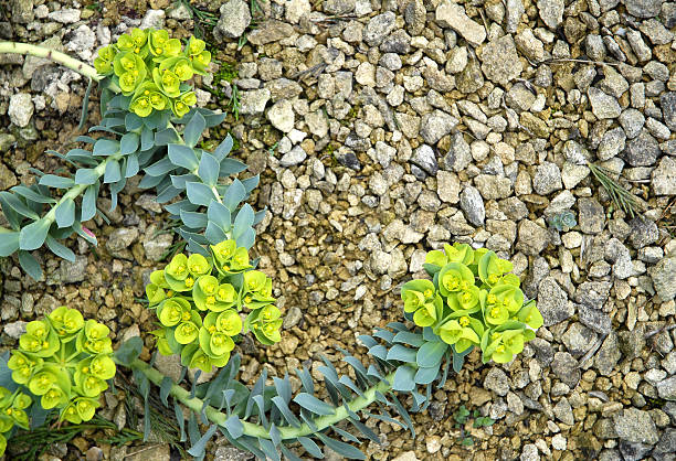 euphorbia myrsinites - euphorbiaceae imagens e fotografias de stock