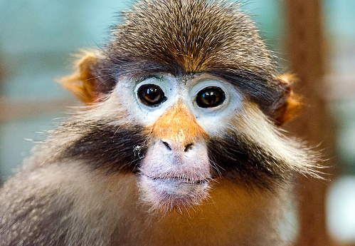 Monkey Redd Redeared Monkey Stock Photo - Download Image Now - Monkey, Animal ...