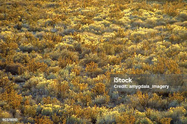 Campo De Color Salvia Y Cactus Foto de stock y más banco de imágenes de Albuquerque - Albuquerque, Amanecer, Amarillo - Color