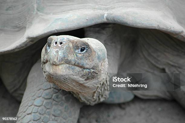 Giant Tortoise Geochelone Elephantopus Stock Photo - Download Image Now - Animal Head, Animal Wildlife, Close-up