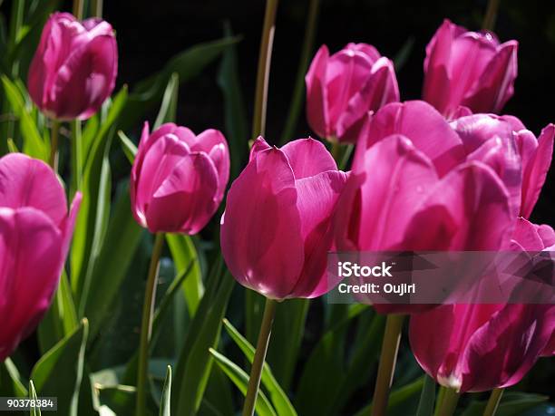 Różowe Tulipany - zdjęcia stockowe i więcej obrazów Bez ludzi - Bez ludzi, Fotografika, Horyzontalny