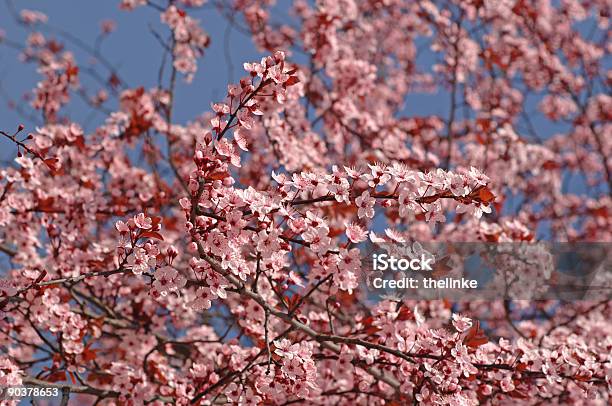 Plum Tree In Spring Stock Photo - Download Image Now - Backgrounds, Blossom, Blue