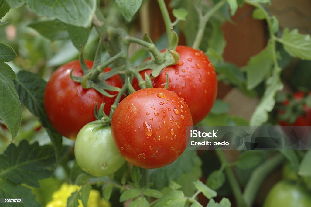 Four tomatoes growing 3 ripe tomatoes and 1 I ripe Close up of a bunch of growing tomatoes Bunch Stock Photo