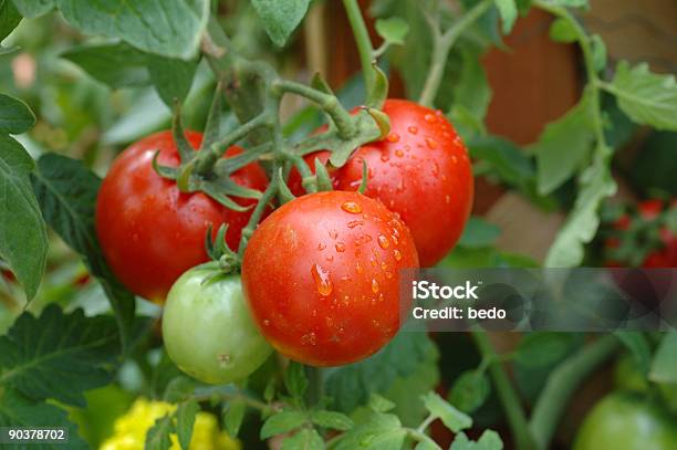 Four Tomatoes Growing 3 Ripe Tomatoes And 1 I Ripe Stock Photo - Download Image Now - Bunch, Close-up, Color Image