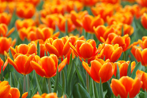istock Field of orange tulips 90378704