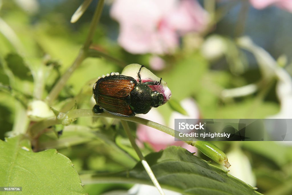 Japanese Beetle  Aggression Stock Photo