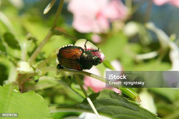 Japanese Beetle Stock Photo - Download Image Now - Aggression, Animal Leg, Beetle