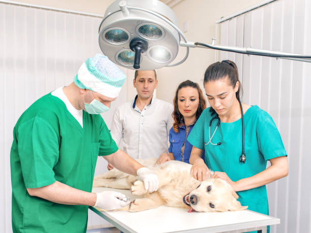 istock Vets examining Golden Retriever 903787404