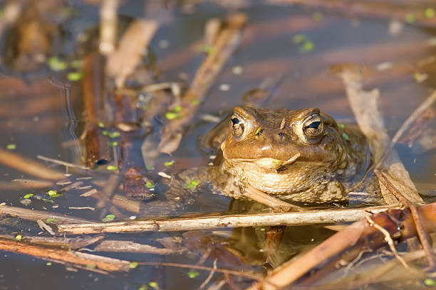 bufo bufo - cane toad toad wildlife nature - fotografias e filmes do acervo