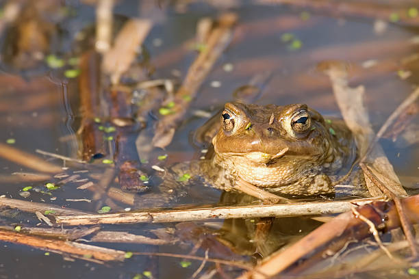 обыкновенная жаба - cane toad toad wildlife nature стоковые фото и изображения