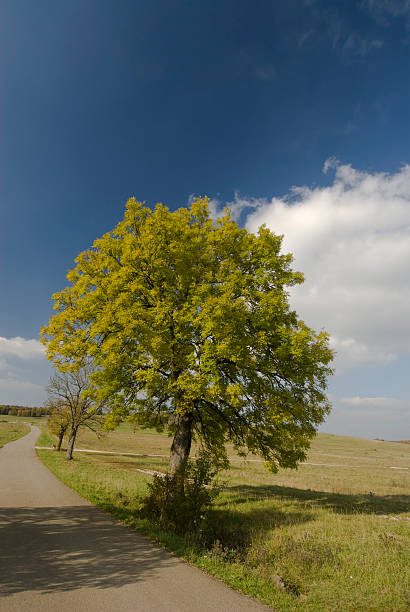 arbre automnal - autumn street single lane road tree photos et images de collection