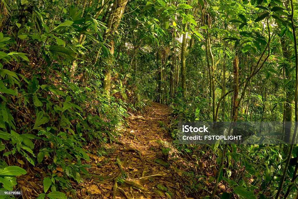 View of tropical rain forest View of tropical rain forest,Henri Pittier National Park,Aragua state,Venezuela Henry Pittier National Park Stock Photo