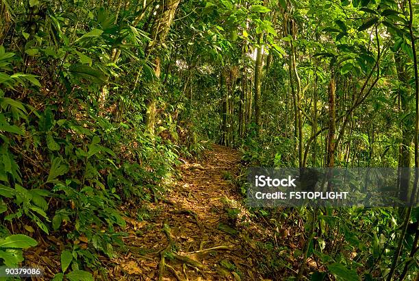 View Of Tropical Rain Forest Stock Photo - Download Image Now - Henry Pittier National Park, National Park, Venezuela