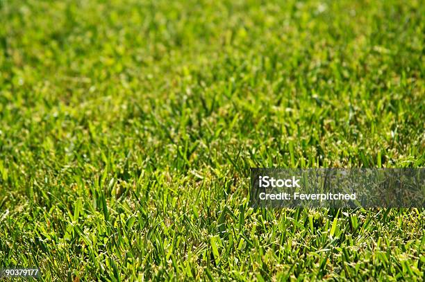 Exuberante Retroiluminada Verde De Hierba Foto de stock y más banco de imágenes de Aire libre - Aire libre, Brizna de hierba, Campo - Tierra cultivada