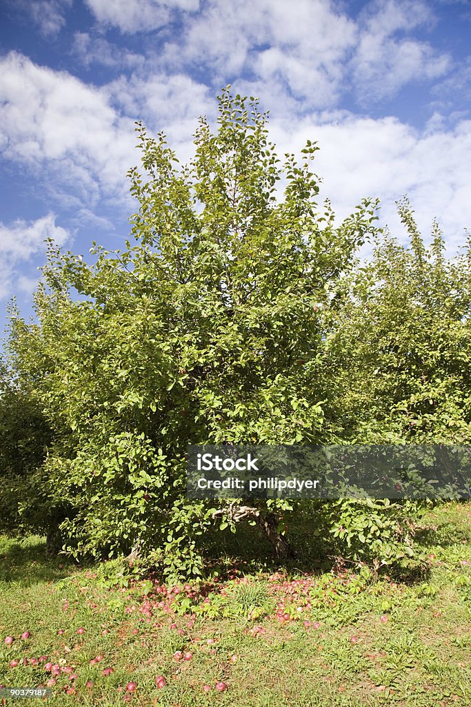 Manzano-Vertical - Foto de stock de Agricultura libre de derechos