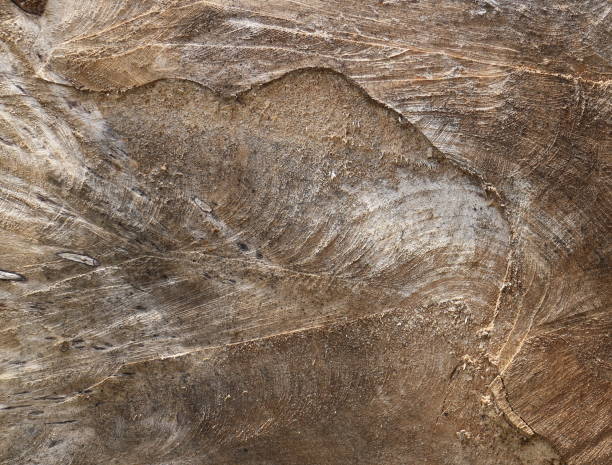 istock Cross-sectional cut of tree 903792410