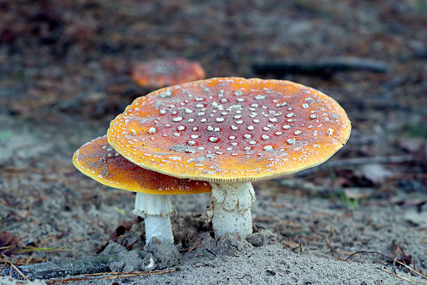 Autumn mushrooms stock photo