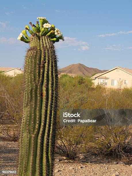 Photo libre de droit de Eveil Saguaro Ii banque d'images et plus d'images libres de droit de Aiguille - Partie d'une plante - Aiguille - Partie d'une plante, Arbre en fleurs, Arizona