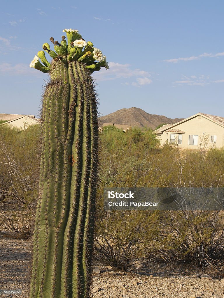 Bocciolo di saguaro II - Foto stock royalty-free di Ago - Parte della pianta