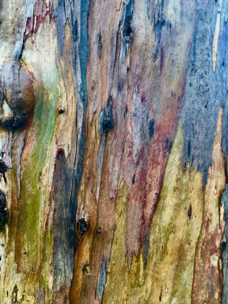 istock Eucalyptus On A Rainy Day 903796910
