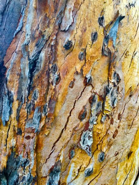 istock Eucalyptus On A Rainy Day 903796974