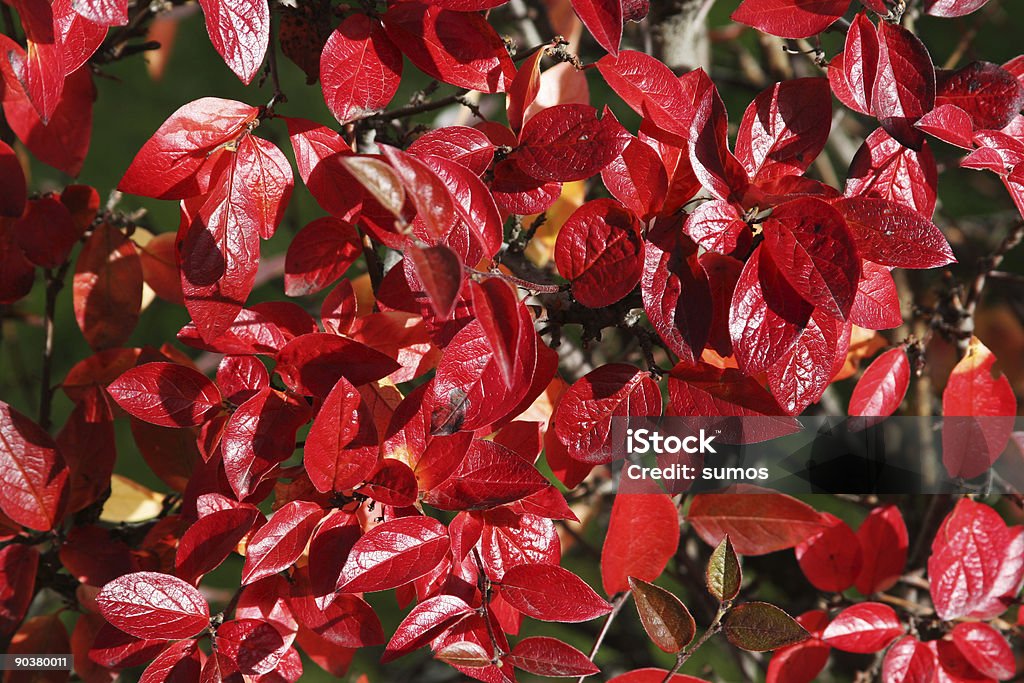 Otoño leafes - Foto de stock de Arbusto libre de derechos