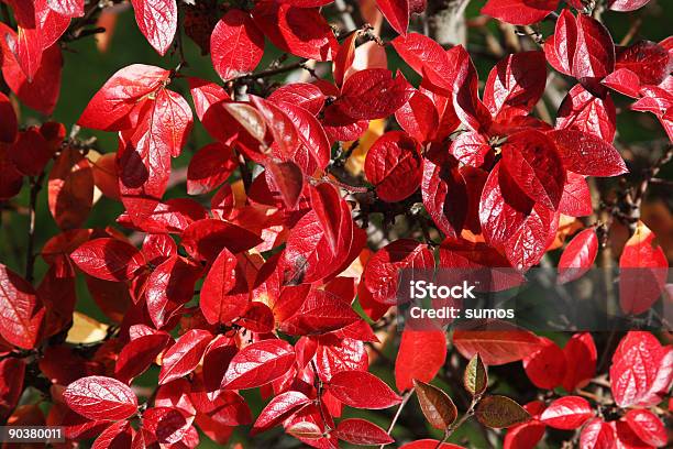 Otoño Leafes Foto de stock y más banco de imágenes de Arbusto - Arbusto, Cambiar de forma, Cambio