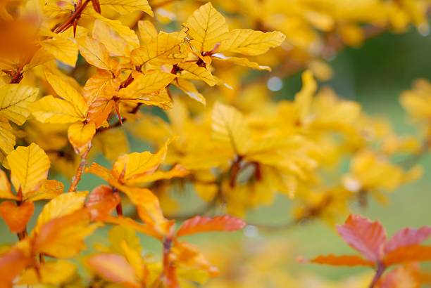 istock First turning leaves of autumn 90380048