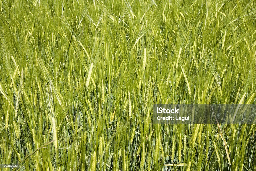 Campo de trigo - Foto de stock de Agricultura libre de derechos