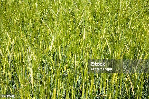 Campo De Trigo Foto de stock y más banco de imágenes de Agricultura - Agricultura, Aire libre, Ajardinado