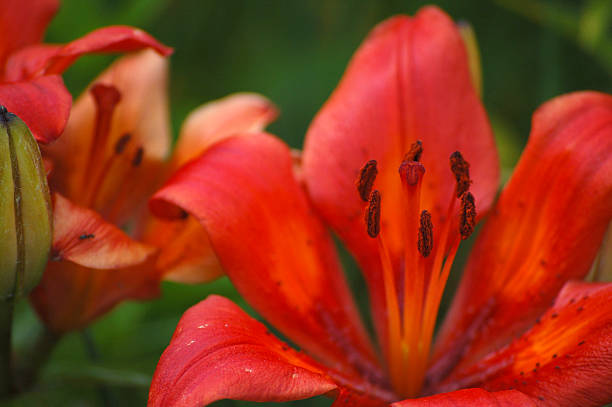 red lily  stargazer fish stock pictures, royalty-free photos & images