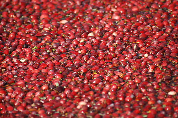 собирать урожай cranberries - dried cranberry стоковые фото и изображения