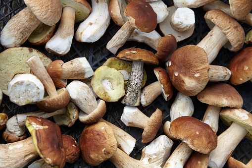 Wild mushrooms refer to mushrooms that grow naturally in the wild natural environment, such as in forests, grasslands, or agricultural land.