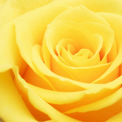 A square crop of a close up of a yellow rose. Ideal for romantic or valentine cards.