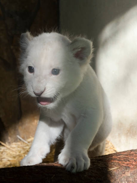 istock White South African lion cub 903814516