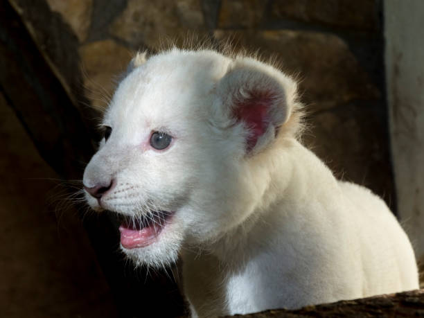 istock White South African lion cub 903814652