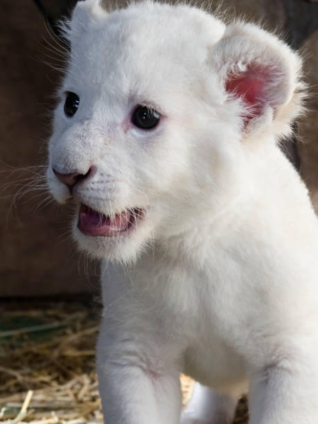 istock White South African lion cub 903814858