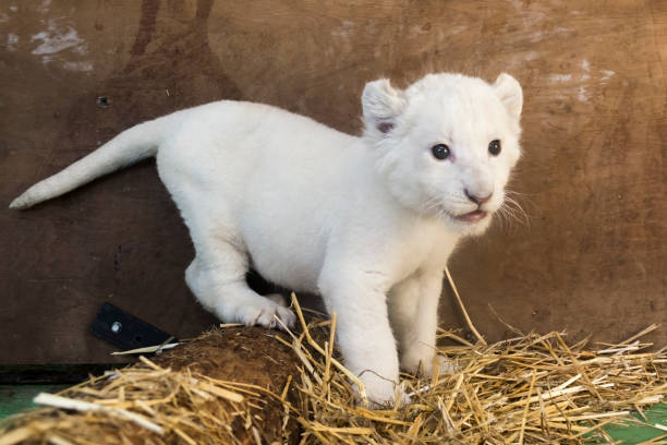 istock White South African lion cub 903814972