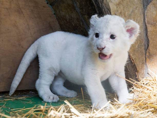 istock White South African lion cub 903815074